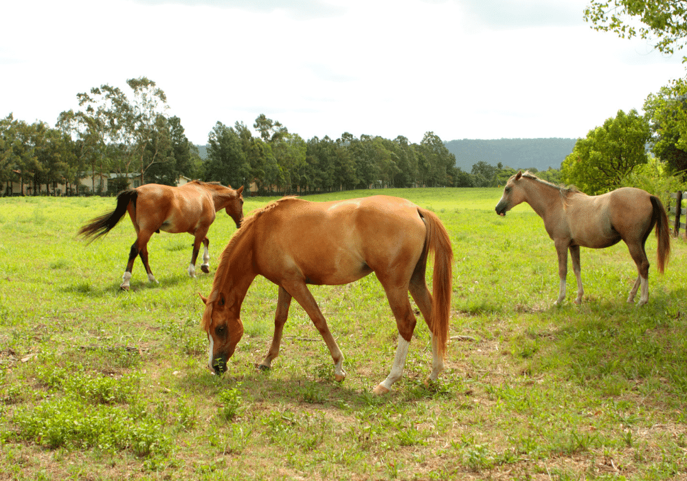 how much land does a horse need